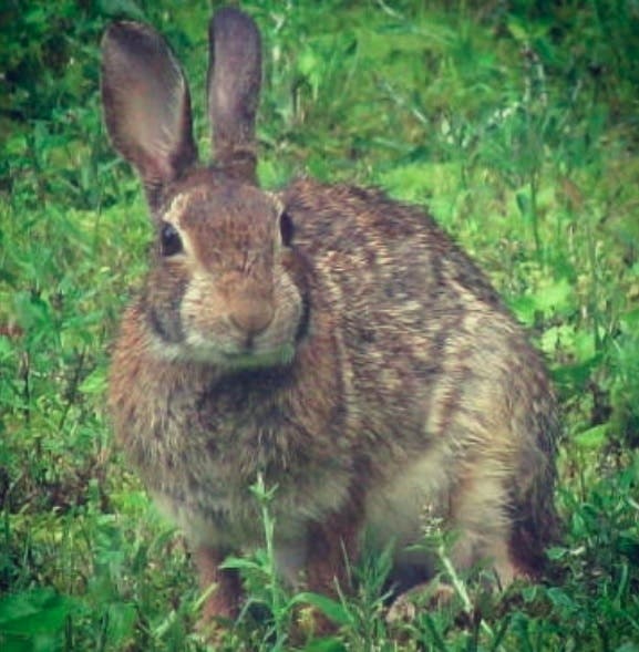 Jack Rabbit Jack Rabbit