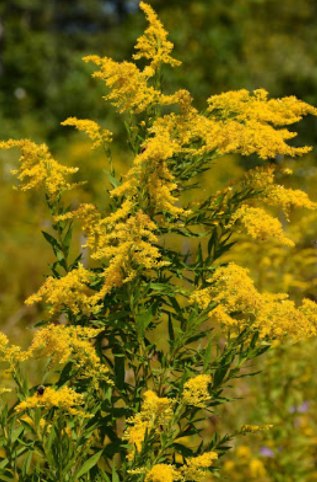 Ragweed