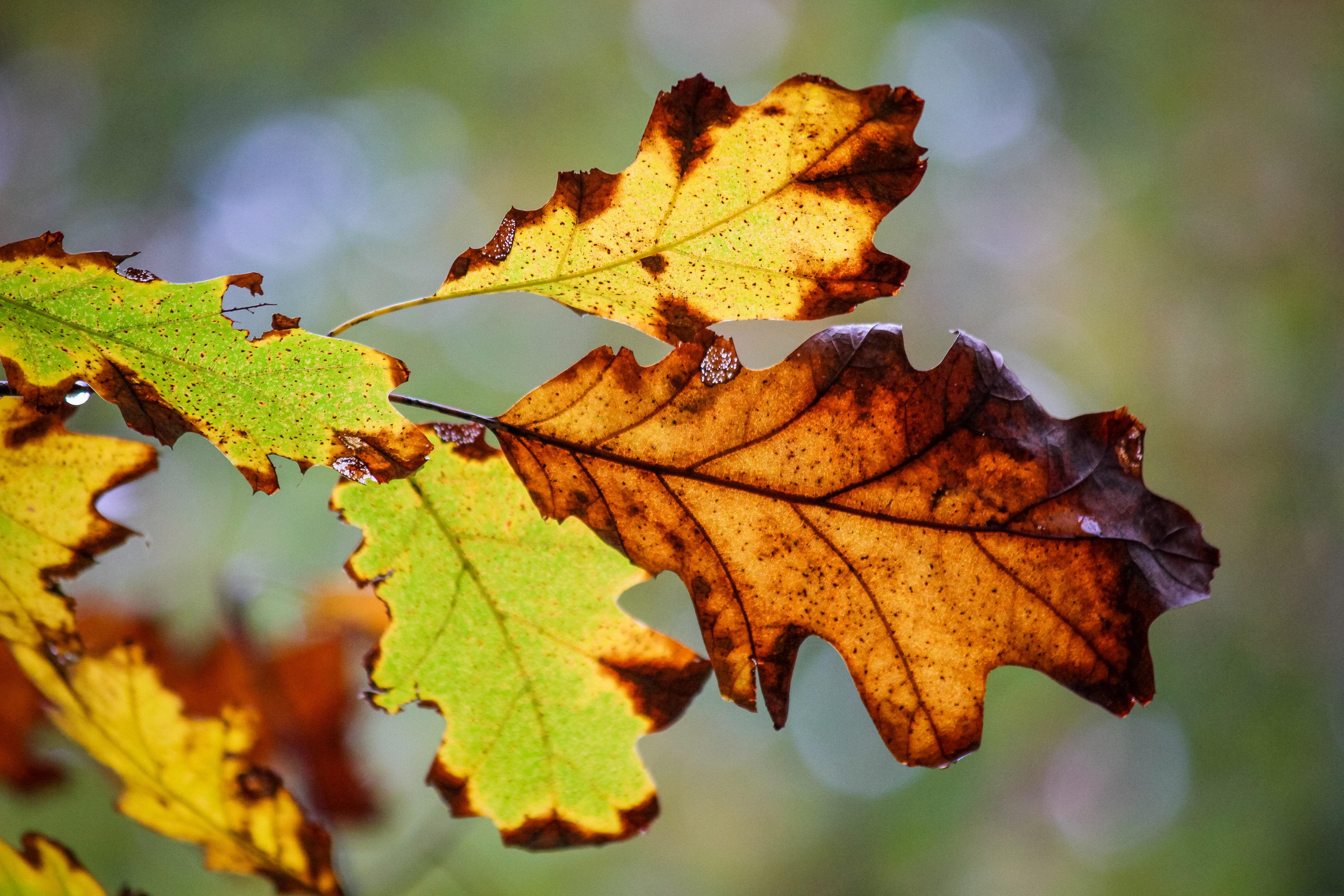 Autumn Leaves by Melodi