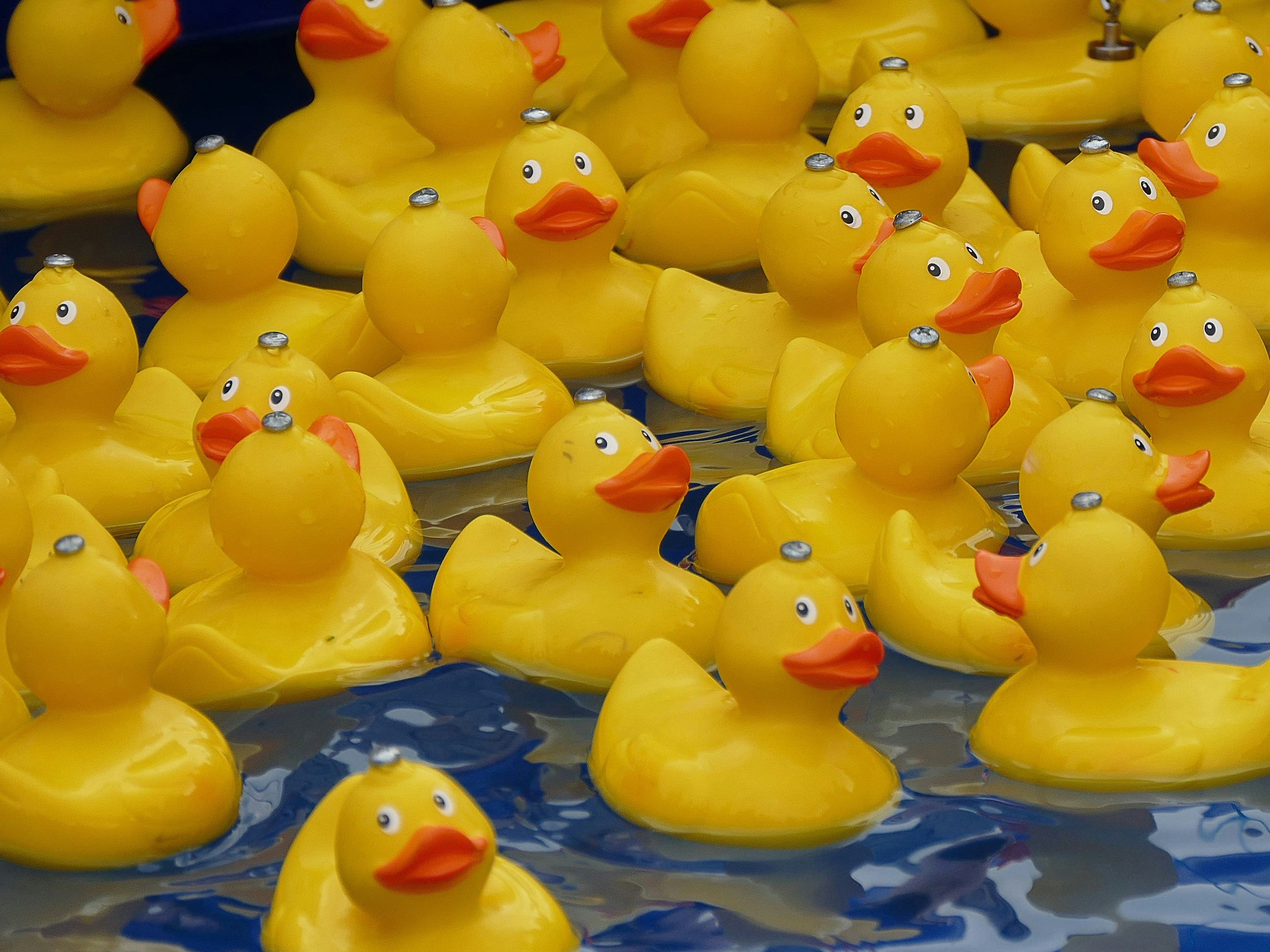 Annual Rubber Duckie Race on Reeves Bay