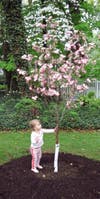 Elliot Napolitano meets her newly planted Pink Dogwood
