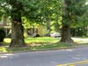 Mature Street Trees
