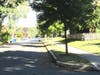 Young Street Tree