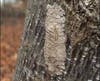 Egg Masses