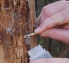 Destroying egg masses