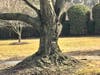 Example of girdling caused by bad mulching