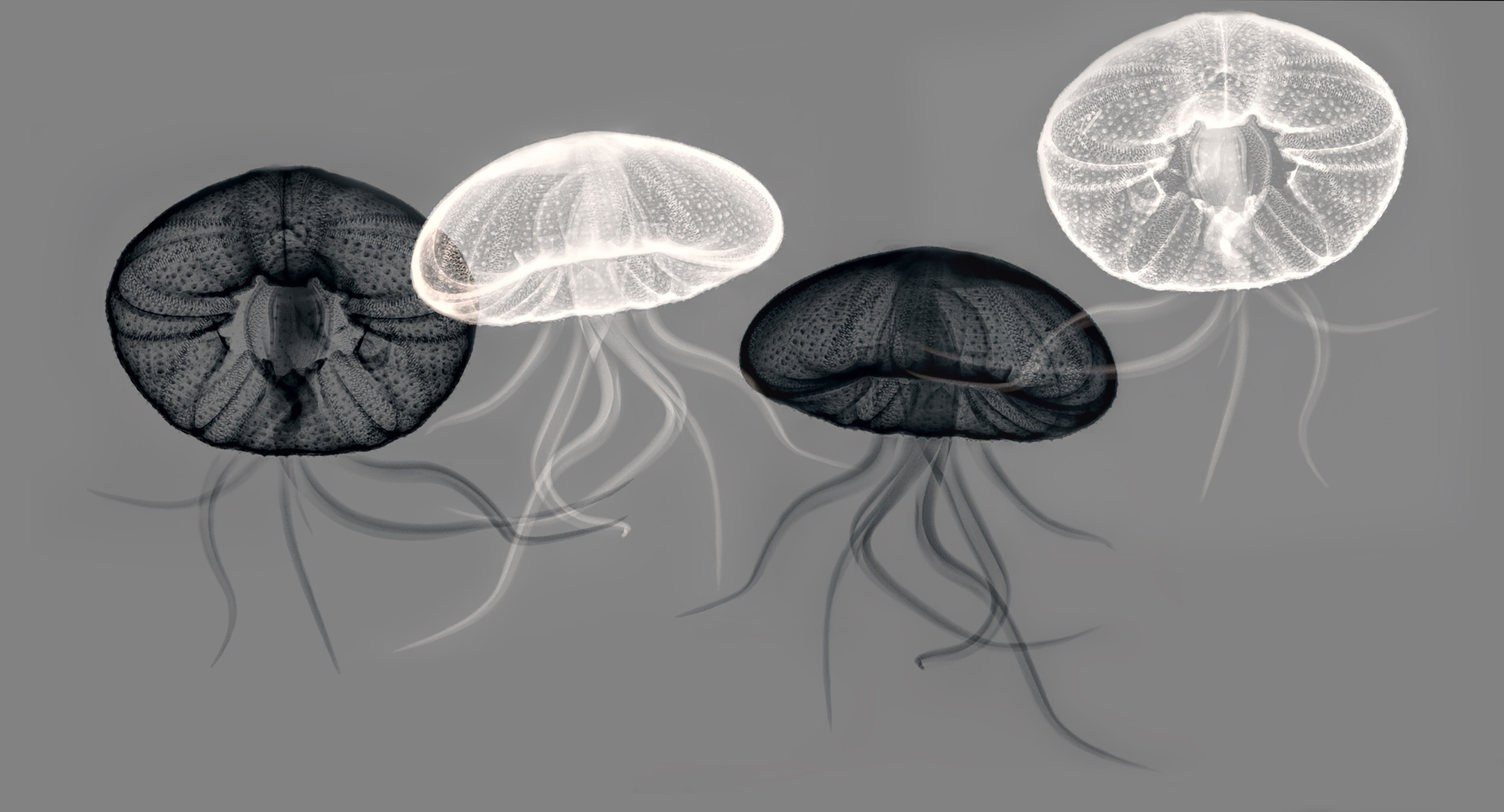 Presents: X-Ray Art: Using the Invisible Spectrum, Photographs by George A. Taylorl