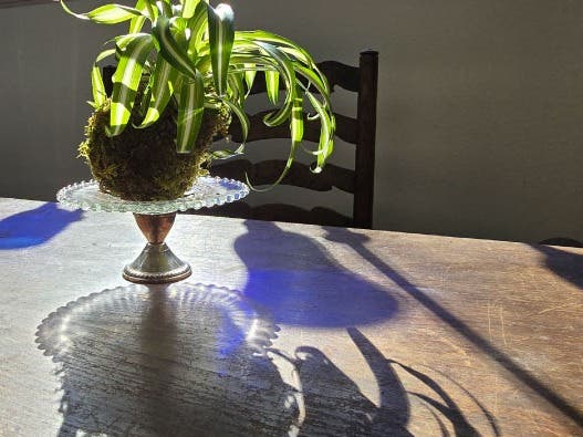 Moss Balls, Kokedama, Struing gardens, oh my