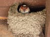 A swallows nest at Mission San Juan Capistrano