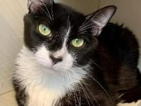 The Women’s Animal Center in Bensalem Township will hold its annual free pet adoption event on Nov. 5. Hemmie is up for adoption.