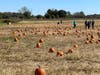Solly Brothers Farm features a pumpkin patch.