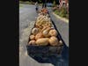 Gourds of all shapes and sizes filled this bin.