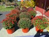 Solly Brothers Farm showcased these mums.