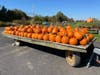 Pumpkins could be found everywhere if you didn't want to pick your own.