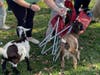 There was a goat petting zoo.