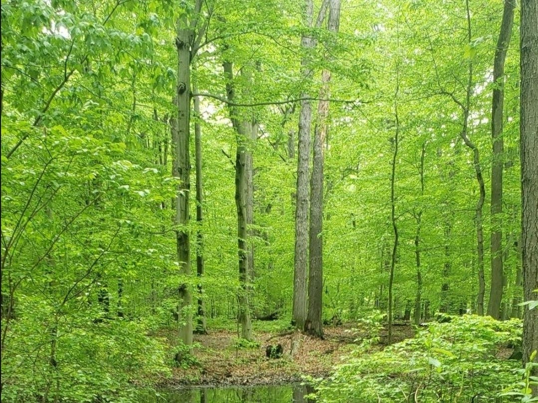 Lower Makefield Township has received a $10,000 PECO grant to create ADA accessibility at Five Mile Woods.