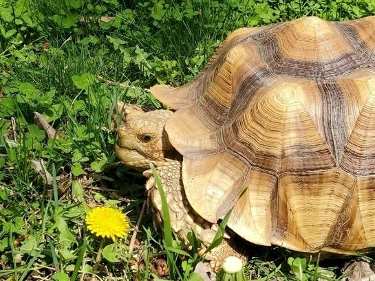 Tortellini, a Sulcata Tortoise, went missing in Northampton Township Sunday afternoon, but has now returned home, her owner said.