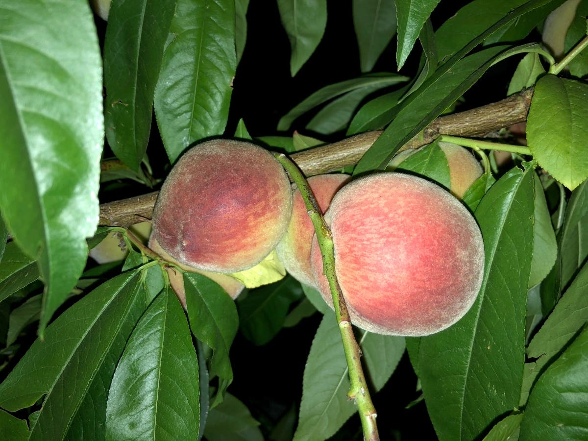 Peddler's Village in Lahaska is holding its annual Peach Festival this weekend.