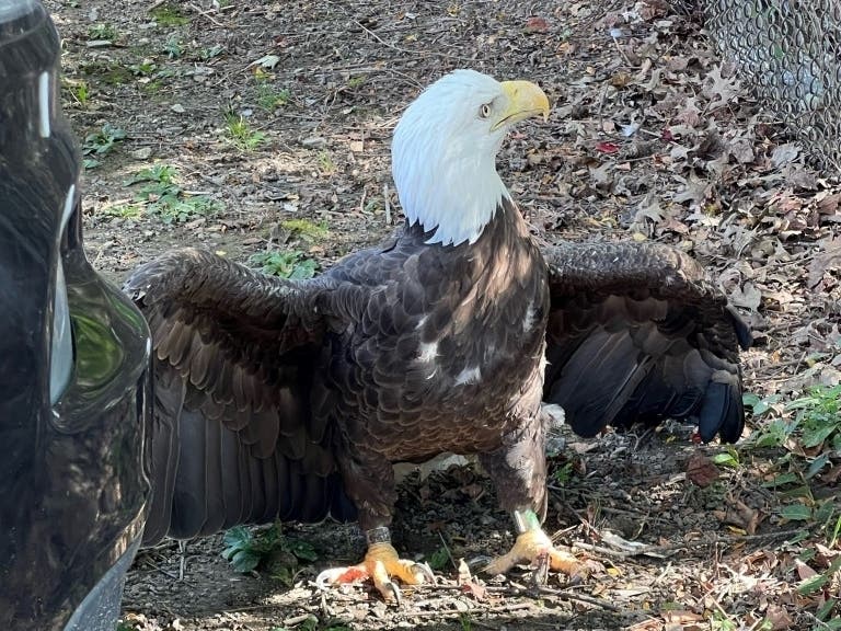 Bensalem Township Police Department's animal control officer discovered an injured bald eagle during a call Thursday.
