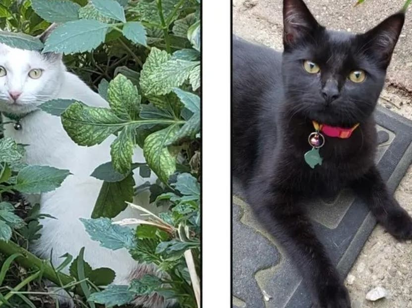 Tootsie, shown at left, was found dead of a gunshot wound while Jackie was injured. A Fairless Hills man has now been charged in the November crime.