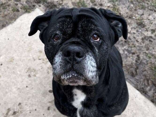 Sage is a 7-year-old female Cane Corso mix who is up for adoption at the Women's Animal Center in Bensalem Township.