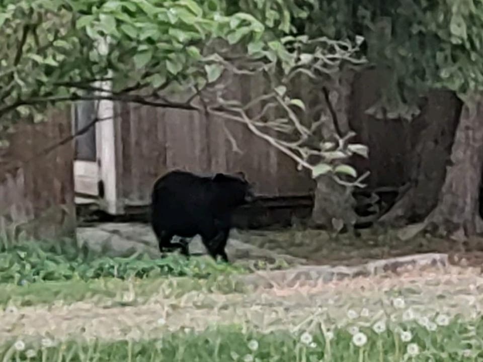 A bear was spotted around Hatboro Wednesday before it was captured Wednesday night by the PA Game Commission.