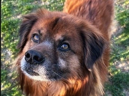  ​Bear is available for adoption at Women’s Animal Center in Bensalem Township.