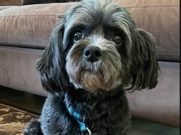 Trixie was the first dog in Langhorne to take the Dog Artist Challenge.