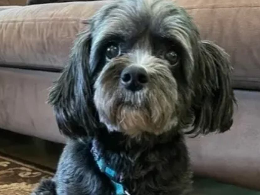 Dogs will highlight two events this weekend in Bucks County.