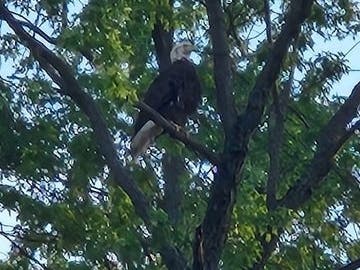 A Bald Eagle was spotted in Hatboro's downtown district on Thursday.