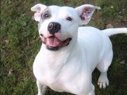 Darla is available for adoption at the Women’s Animal Center in Bensalem Township.