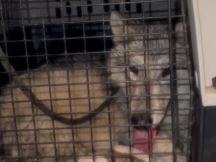 A Wolf Dog was captured in Lower Bucks County and released to a New Jersey sanctuary.