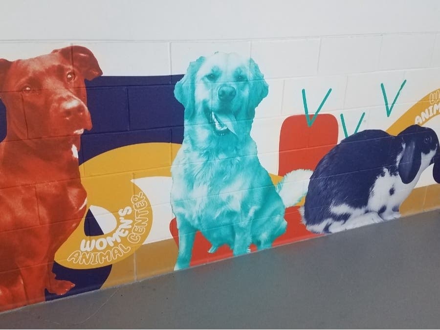 Patch's partnership with the Women's Animal Center in Bensalem has led to 36 animal adoptions.