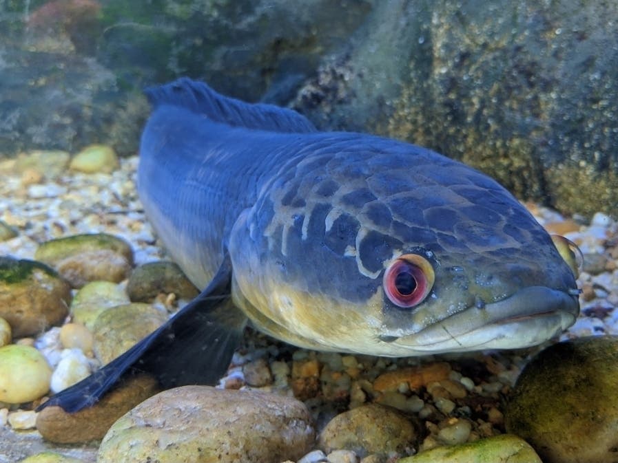 Invasive 'Frankenfish' That Can Move Across Land, Eat Birds Caught In ...