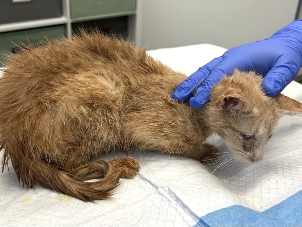 The Bucks County SPCA on Tuesday rescued 25 cats and kittens living in "extreme" hoarding conditions.