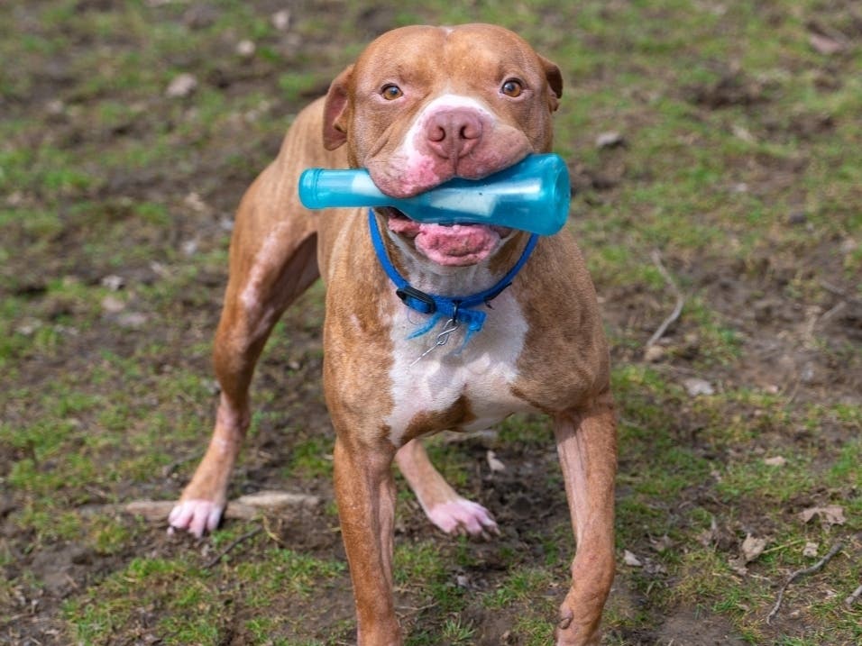 Tomato Pie is available for adoption at the Women's Animal Center in Bensalem Township.