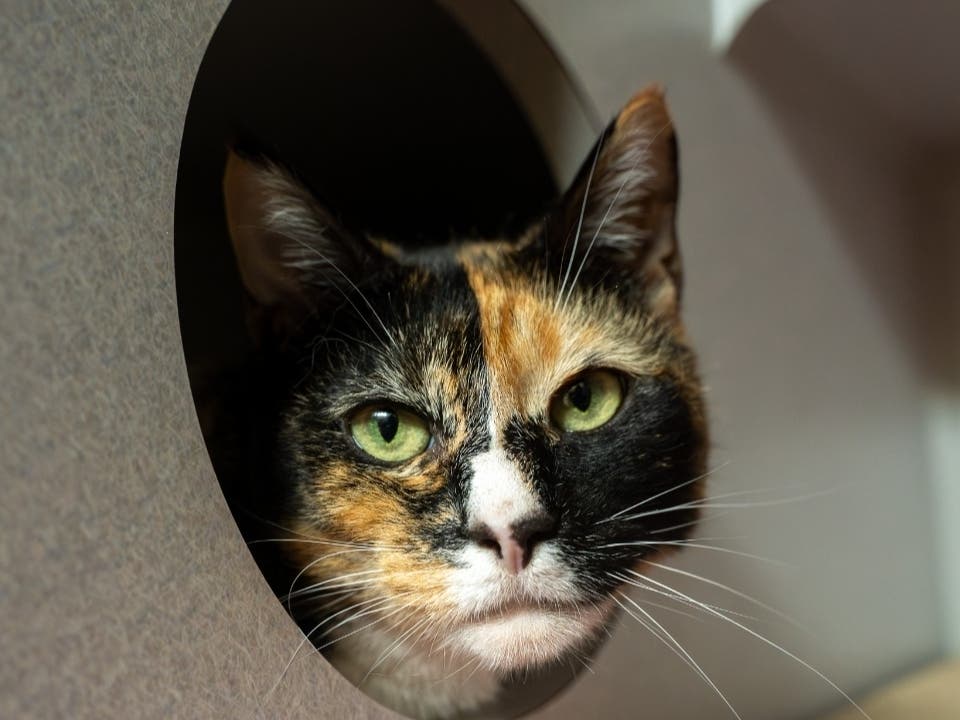 Sulli is available for adoption at the Women's Animal Center in Bensalem Township.