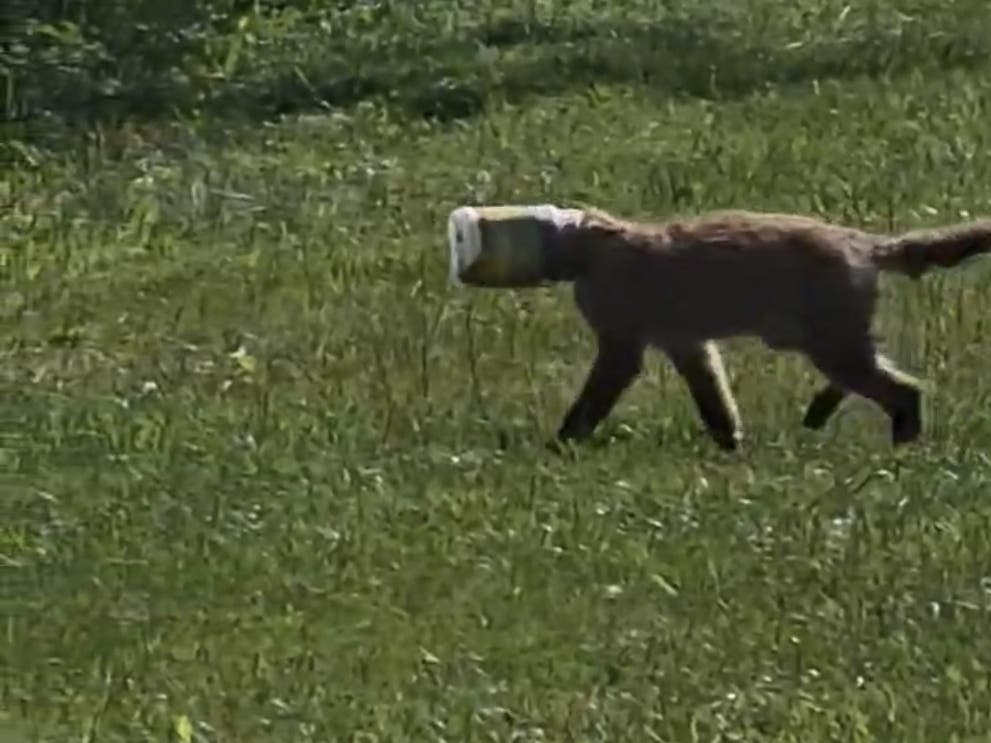 The Middletown Township Public Works Department helped the critter whose face got stuck inside the jar on Tuesday.