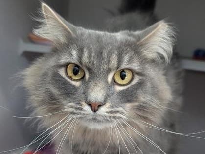 The Women's Animal Center is holding its 4th annual Spring Fling on Saturday.