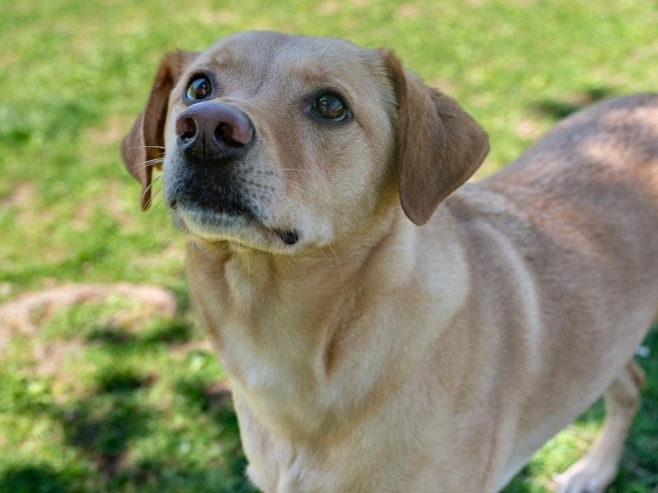 Chase is available for adoption at the Women's Animal Center in Bensalem Township.