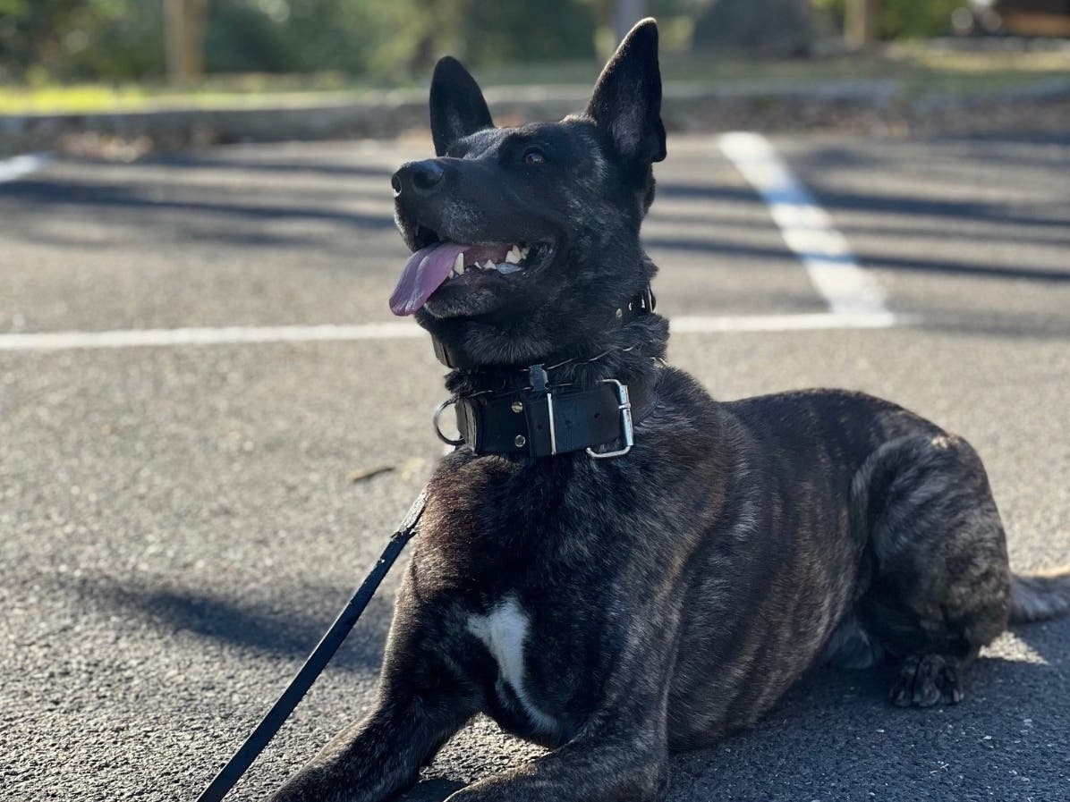 The Cheltenham Township Police Department is mourning the loss of K9 Dylan.