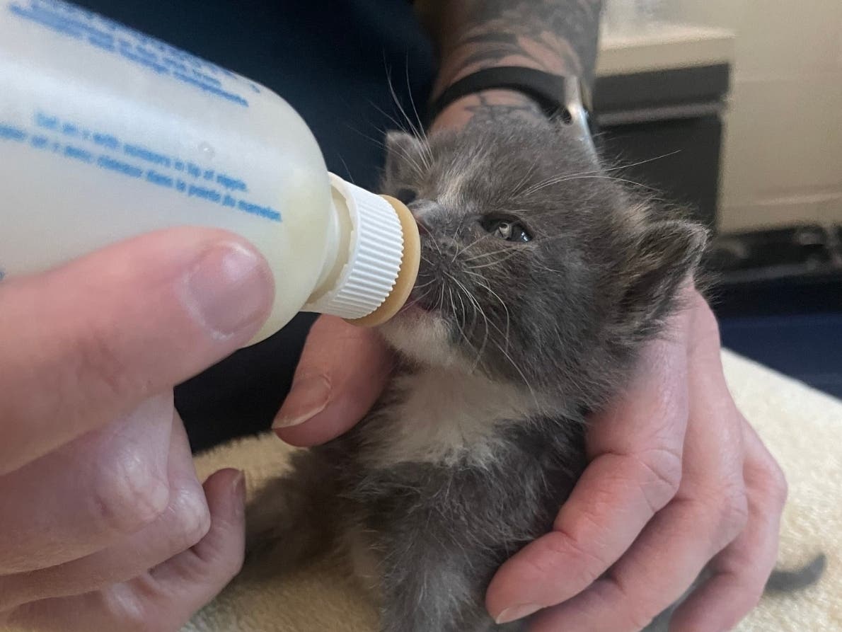 The Women's Animal Center in Bensalem Township is seeking fosters for kittens.