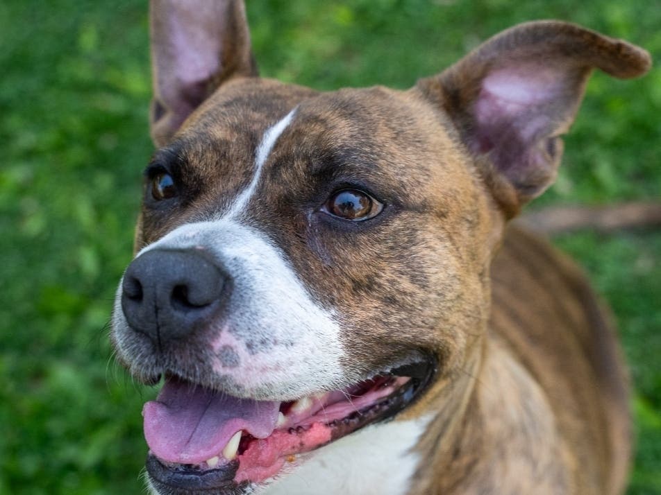 Cookie is available for adoption at the Women's Animal Center in Bensalem Township.