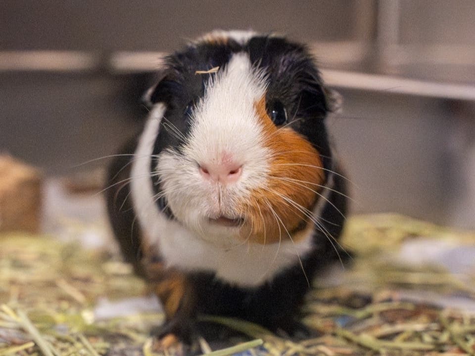 Mario is available for adoption at the Women's Animal Center in Bensalem Township.