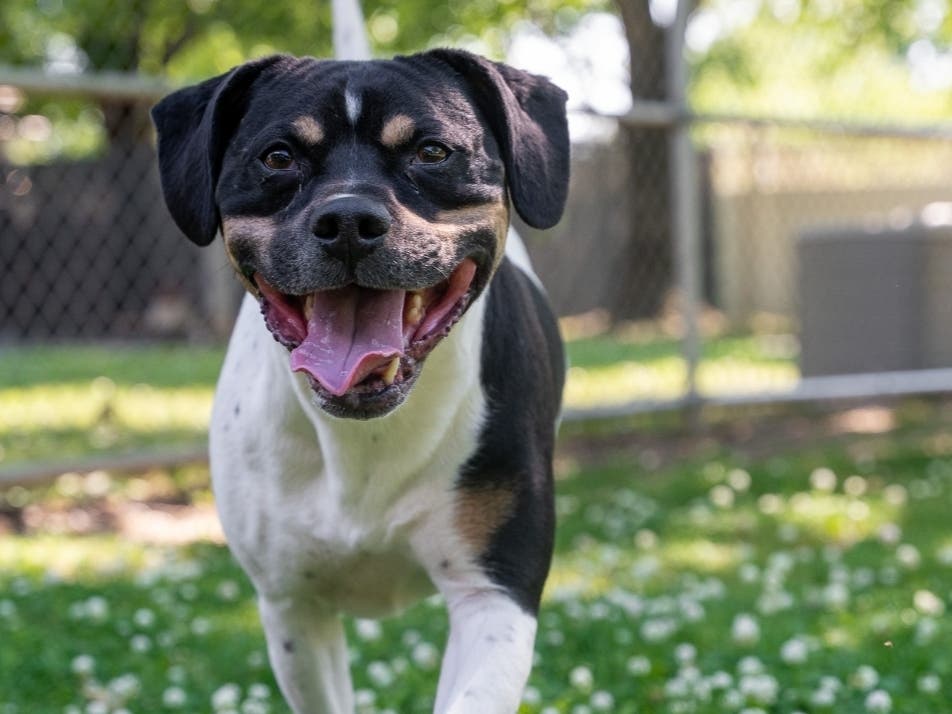 Magic is available for adoption at the Women's Animal Center in Bensalem Township.