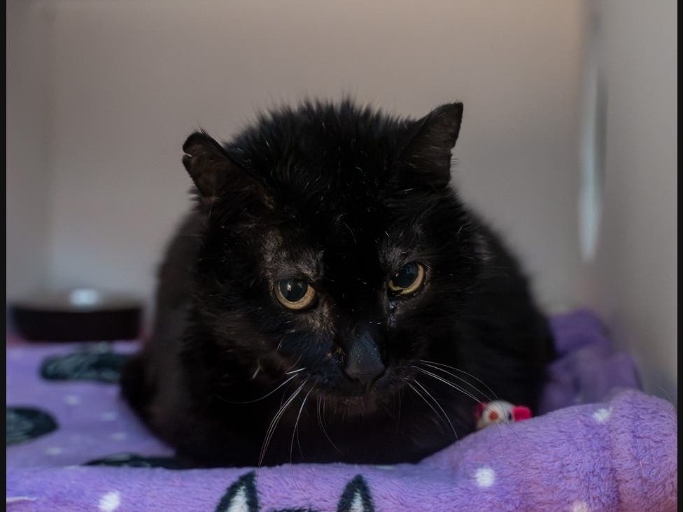 Midnight is available for adoption at the Women's Animal Center in Bensalem Township.