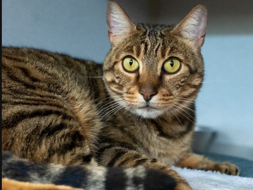 Tigger is available for adoption at the Women's Animal Center in Bensalem Township.