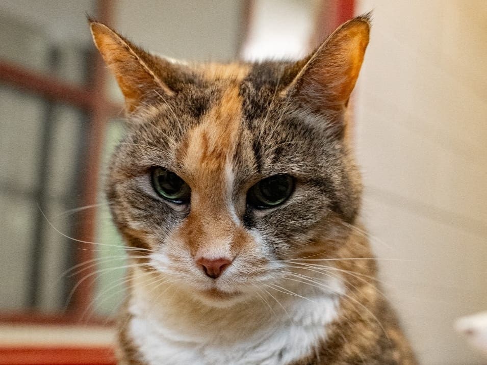 California is available for adoption at the Women's Animal Center in Bensalem Township.