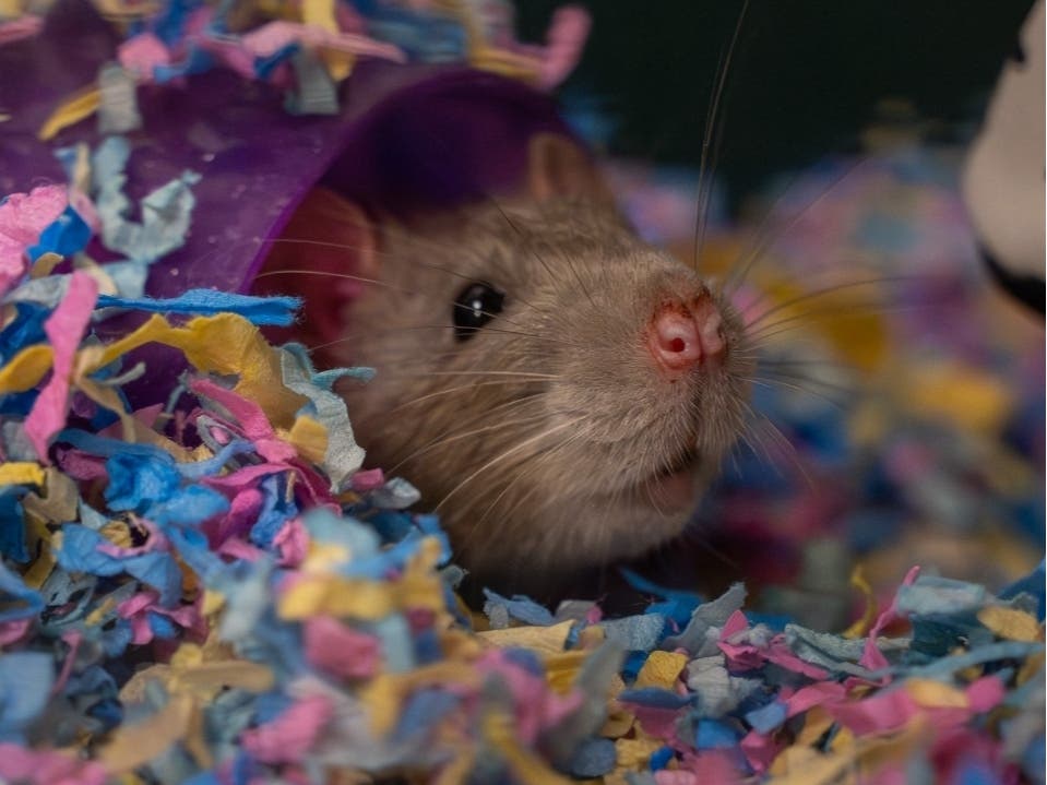 Haiga is available for adoption at the Women's Animal Center in Bensalem Township.
