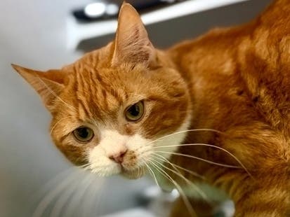 Kramer is available for adoption at the Women's Animal Center in Bensalem Township.